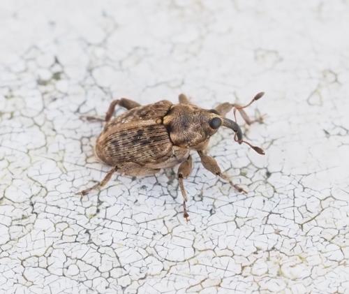 Réf. 250 833 : Coryssomerus capucinus
